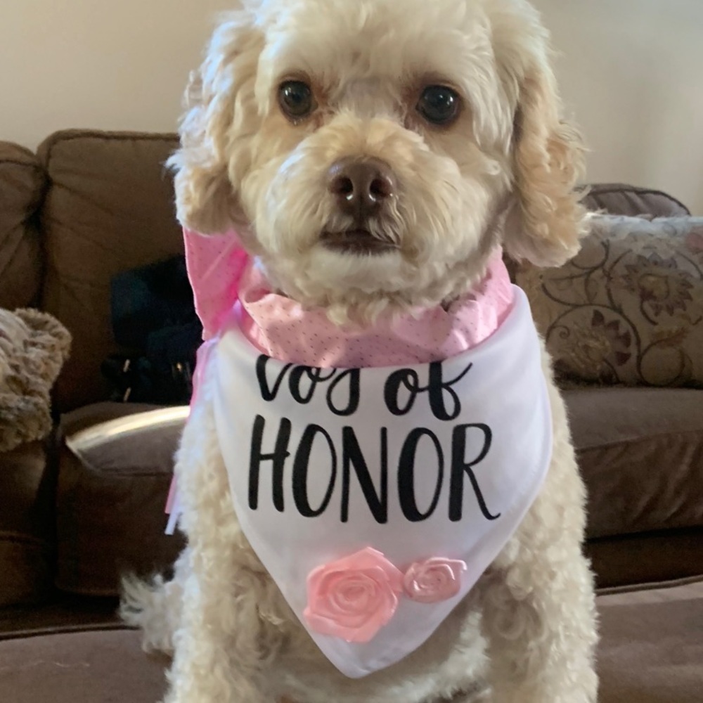 Dog of honor bandana